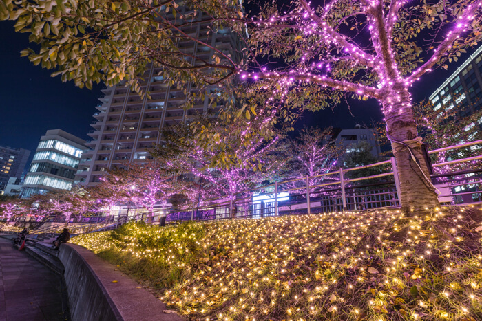 Meguro Illumination cherryblossoms 桜　目黒川イルミ_2