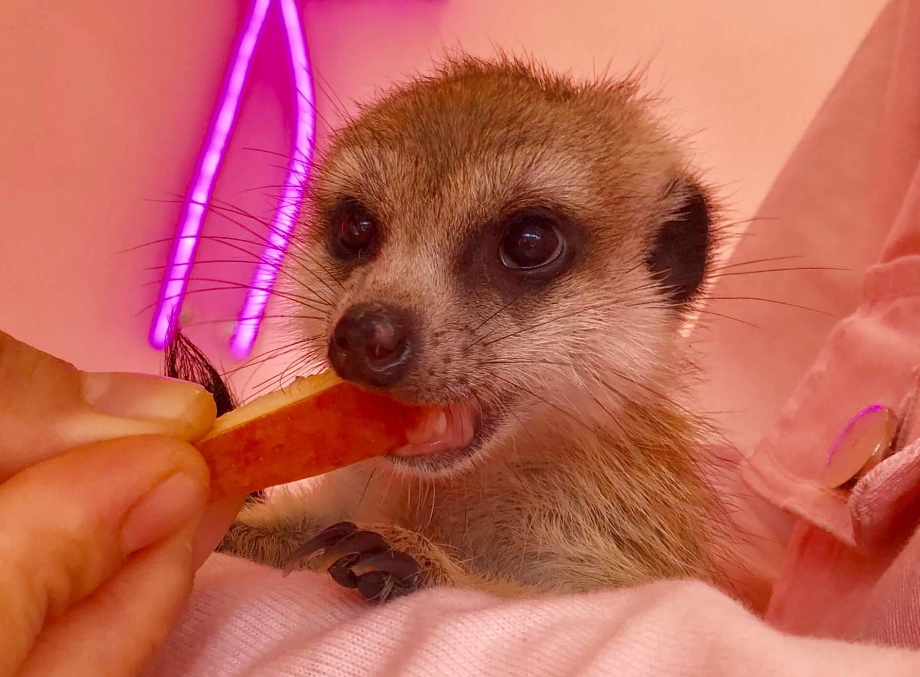 原宿かわいい動物園 top