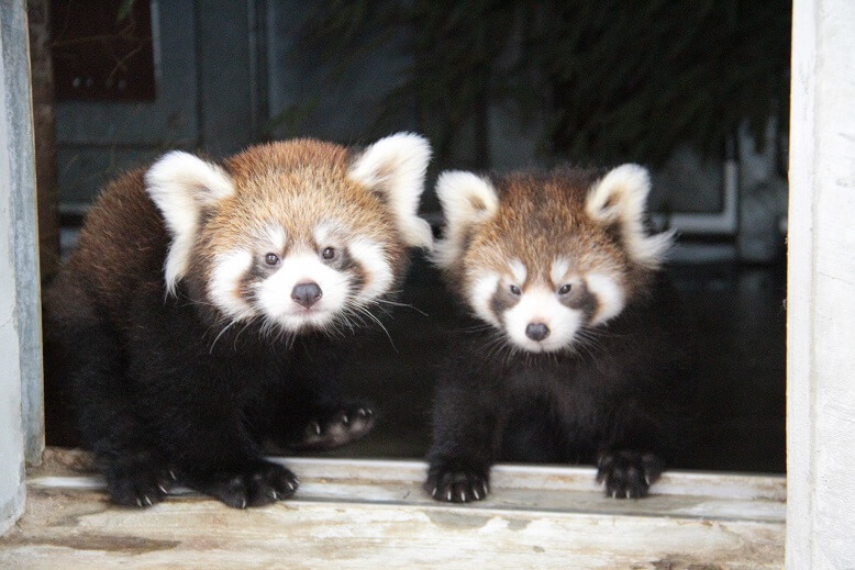静岡市立日本平動物園　レッサーパンダ panda