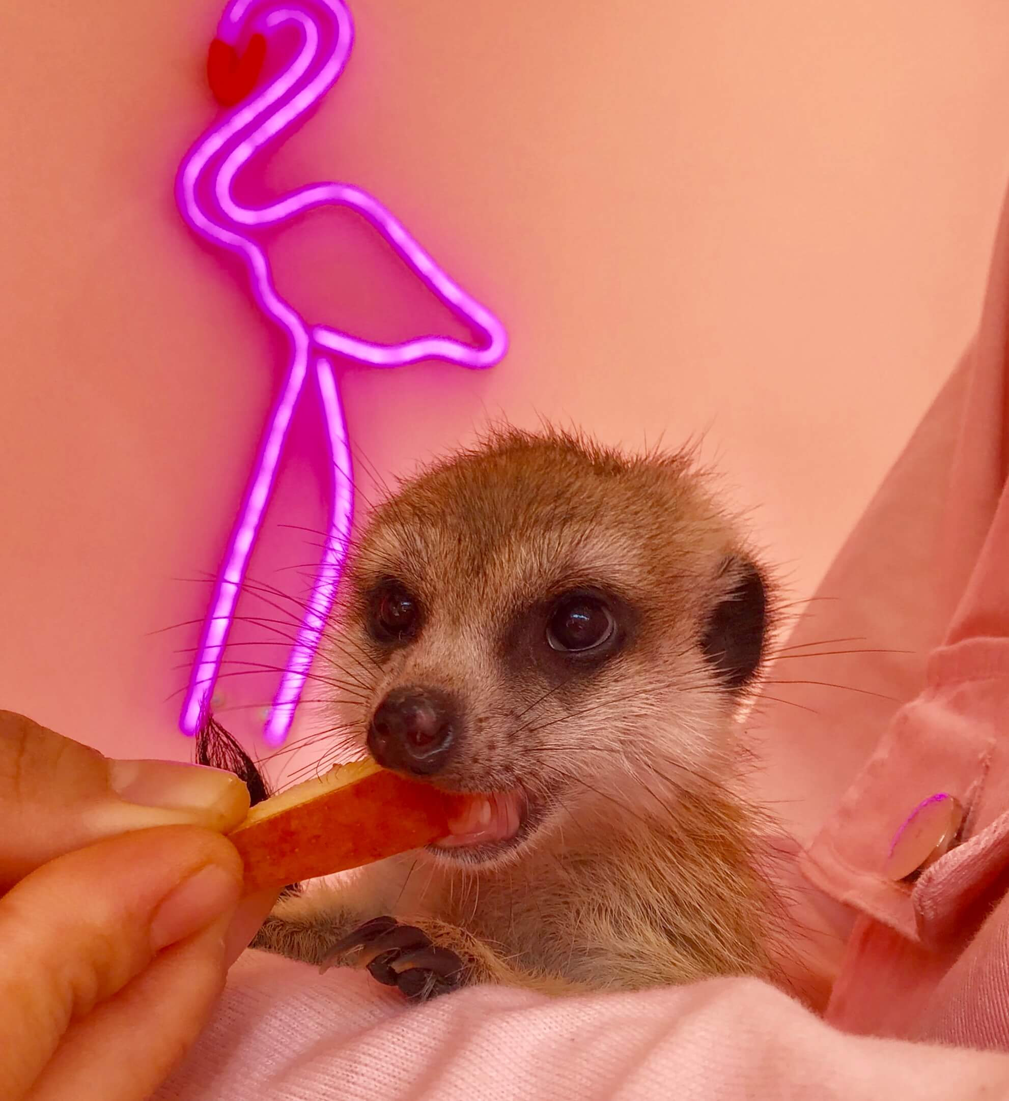 体験型 都会の動物園 原宿かわいい動物園 竹下通りにオープン Moshi Moshi Nippon もしもしにっぽん