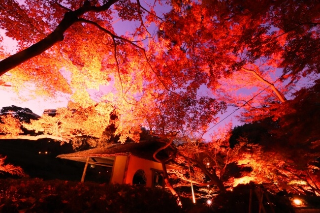 八芳園 HAPPO-EN 紅葉　autumn color _3