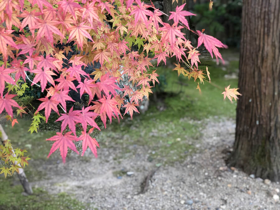 Kyoto 京都　お茶の京都　もうひとつの京都　京都観光　京都遊旅 Kyoto sightseeing travel trip_14