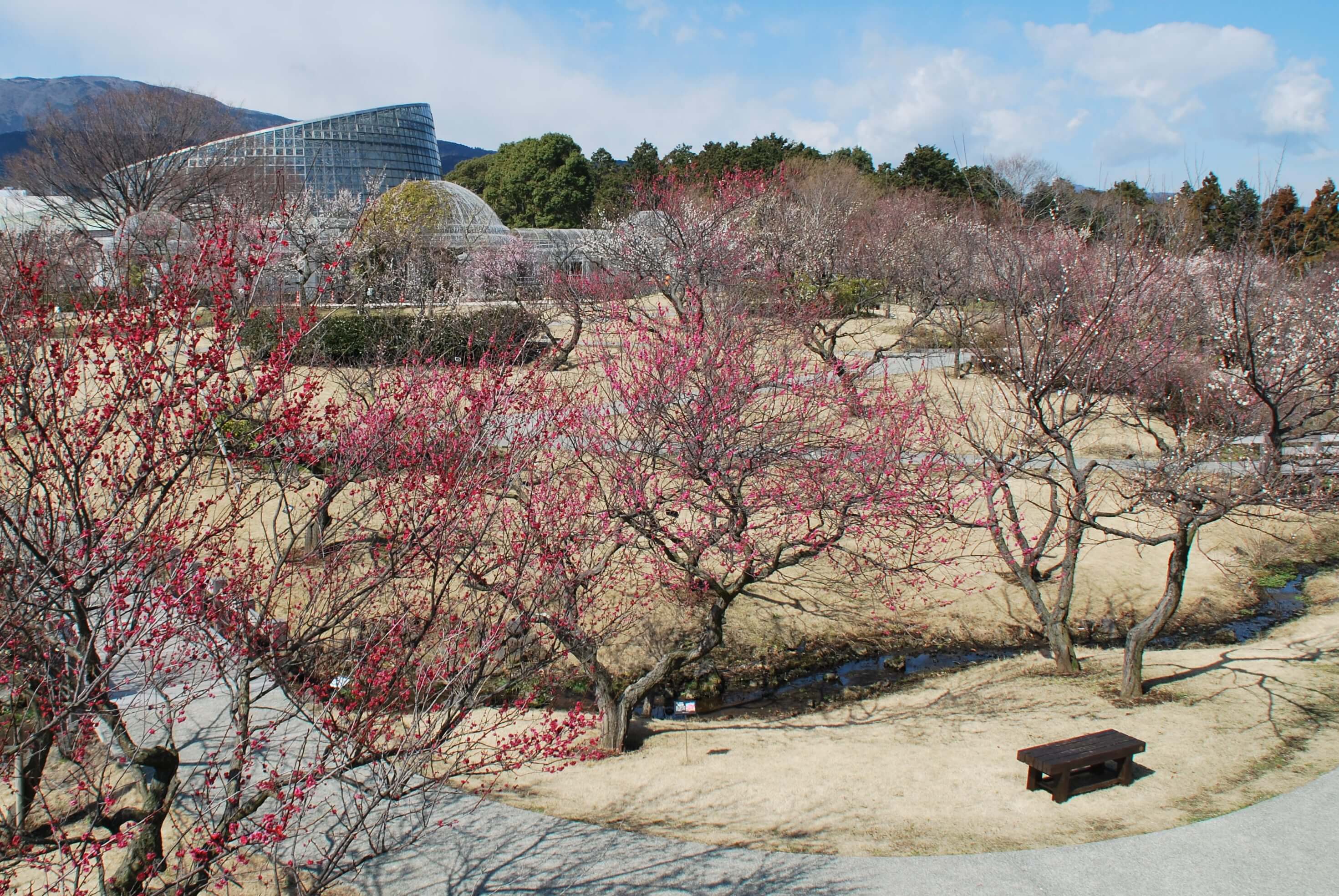 %e5%b0%8f%e7%94%b0%e5%8e%9f-%e6%a2%85%e3%81%be%e3%81%a4%e3%82%8a-odawara-umematsuri