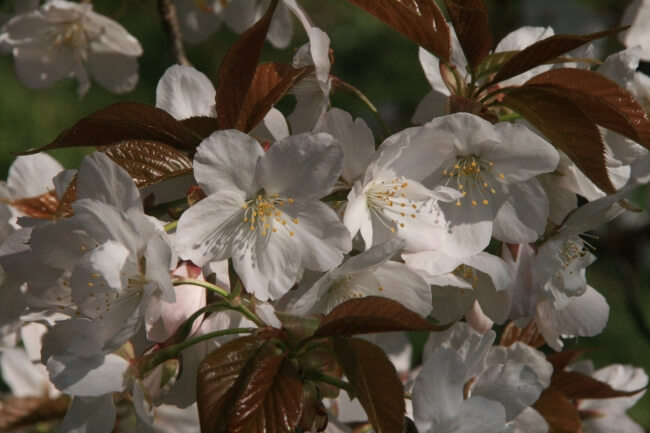 kyoto 京都 桜　お花見　Cherry blossoms, sakura_御室有明