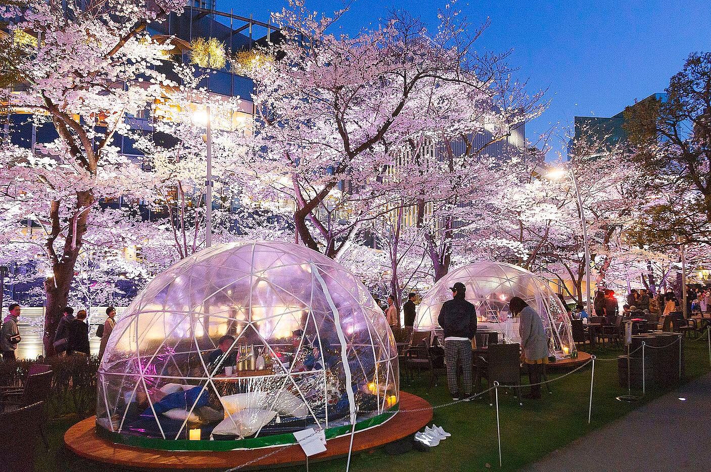 桜フェスティバル 2019 nihonbashi sakura festival3