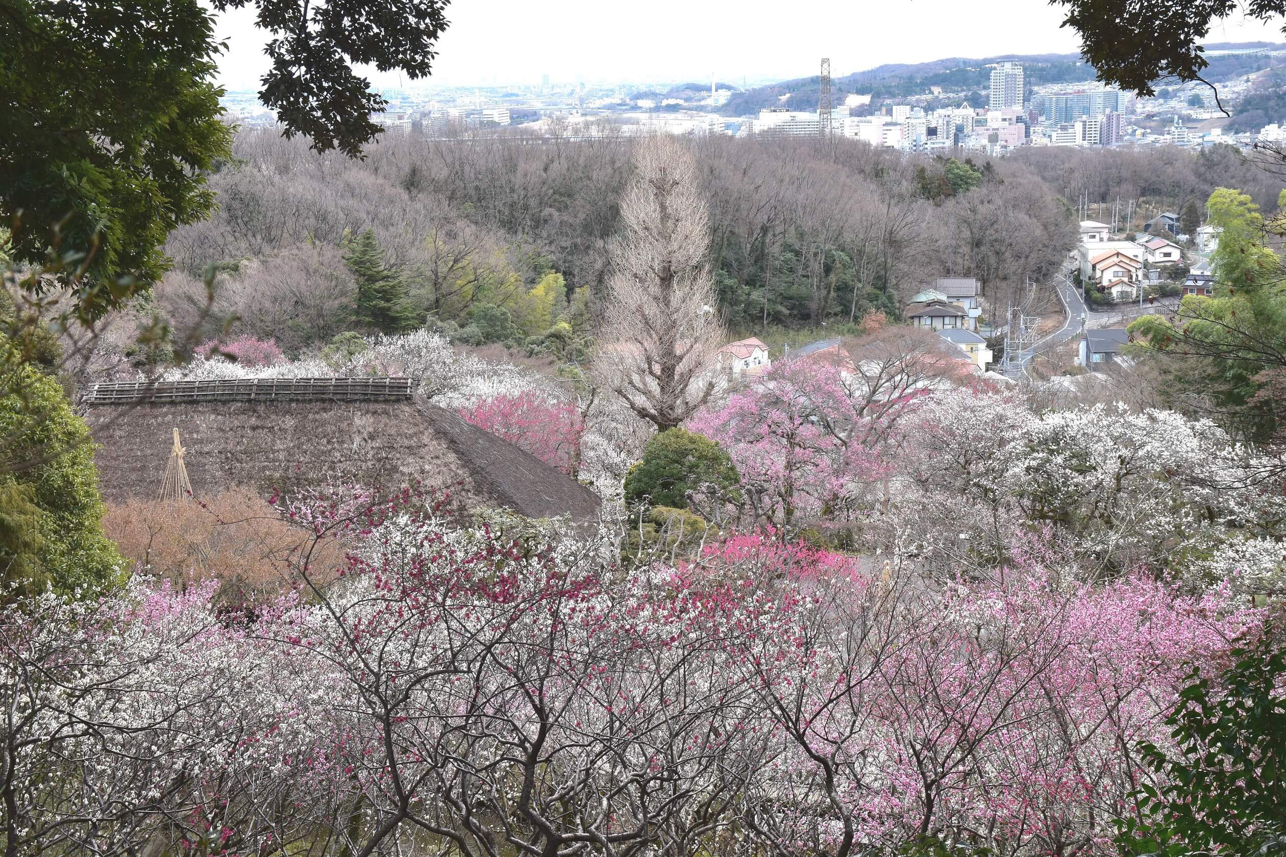 京王百草園 梅まつり keio mogusaen ume matsuri2