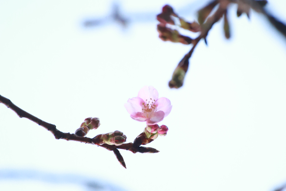 八芳園 さくら sakura cherry blossoms 桜2