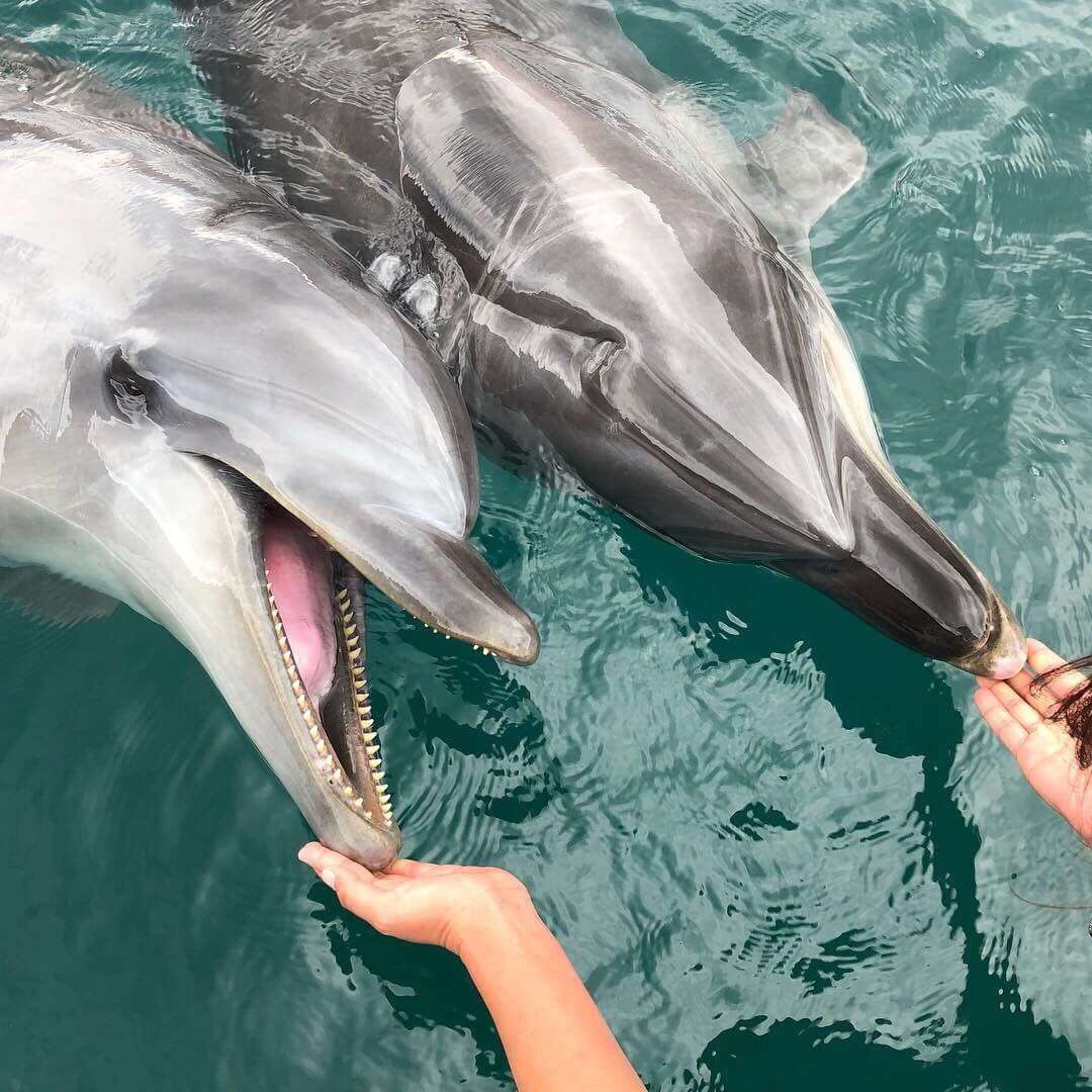 壱岐イルカパーク iki dolphin park2