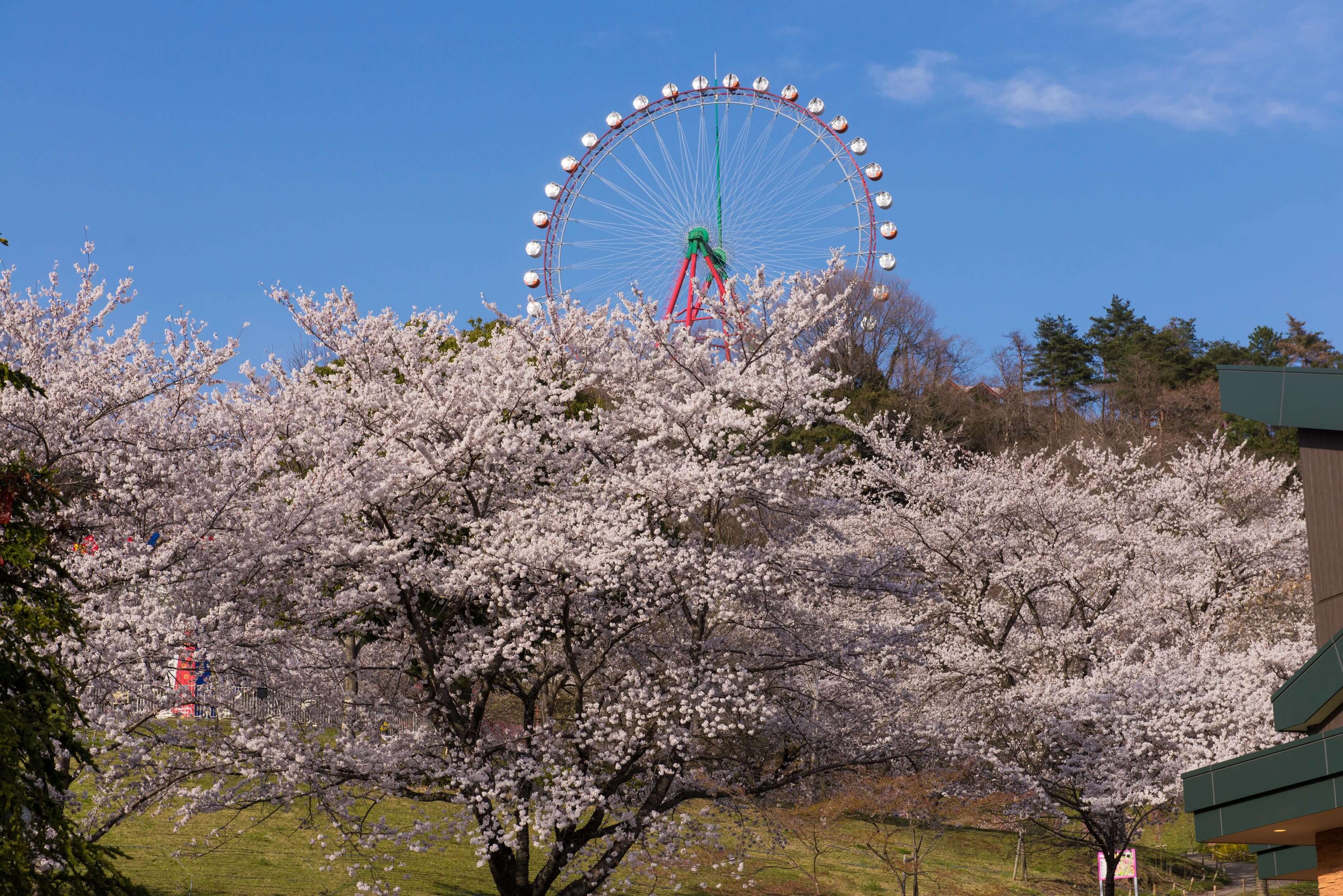 さがみ湖桜まつり_sagamikosakuramatsuri_1