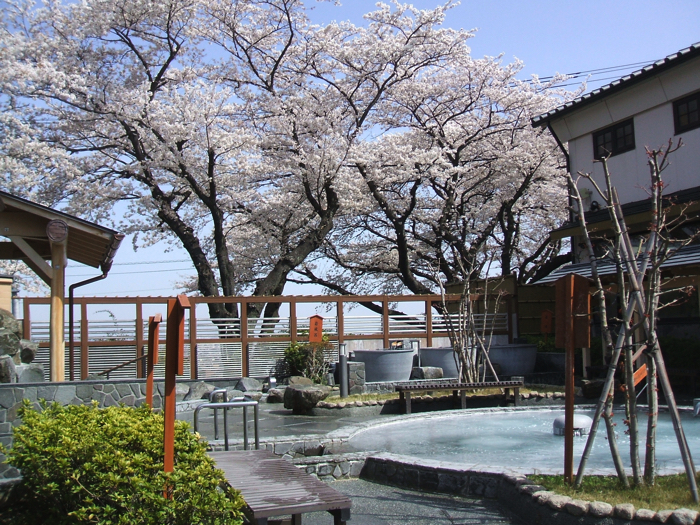 よみうりランド yomiuri land 桜 sakura illumination イルミネーション5のコピー copy