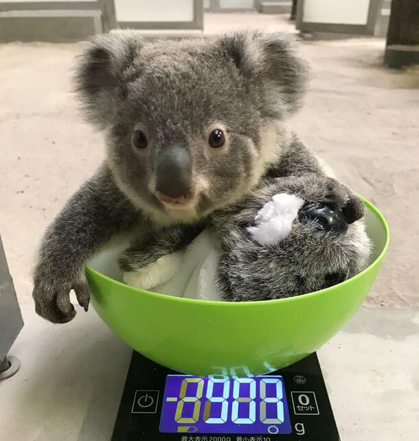 赤ちゃんコアラ３頭の名前を募集 鹿児島市 平川動物公園 Moshi Moshi Nippon もしもしにっぽん