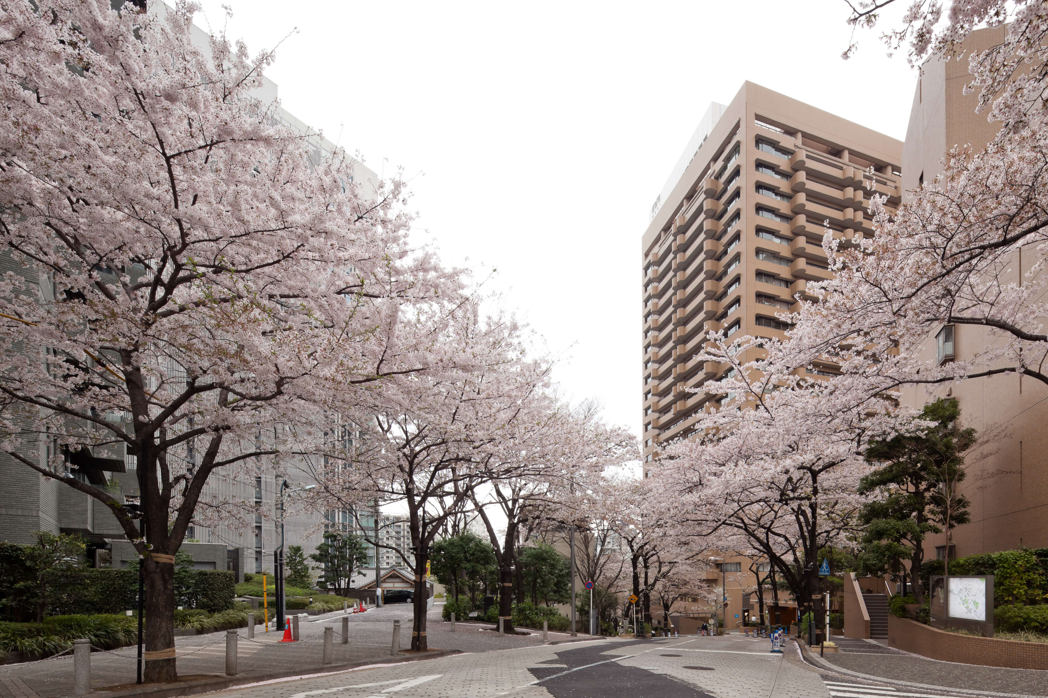 アークヒルズ さくらまつり 2019_ark_hills_sakuramatsuri_