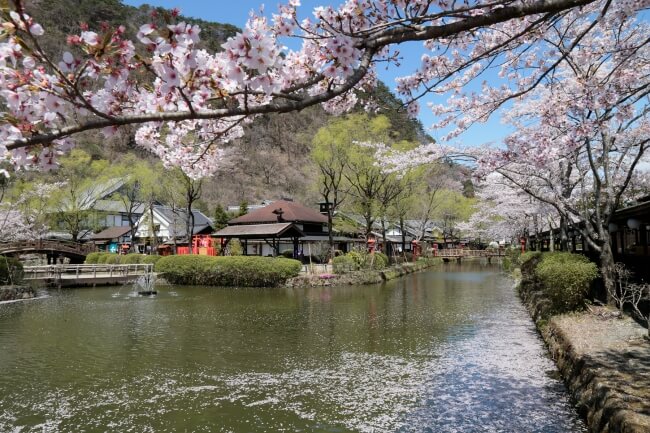 日光江戸村　江戸ワンダーランド　Edo Wonderland Nikko Cherry Blossoms 桜　お花見_川