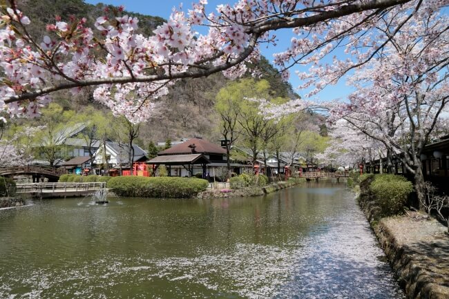 Experience an Edo Hanami at Edo Wonderland Nikko Edomura | MOSHI MOSHI NIPPON | もしもしにっぽん