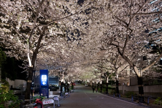 アークヒルズ さくらまつり 2019_ark_hills_sakuramatsuri_桜のトンネル_cherry_blossom_tunnel桜のライトアップ②_cherry_blossom_lightup