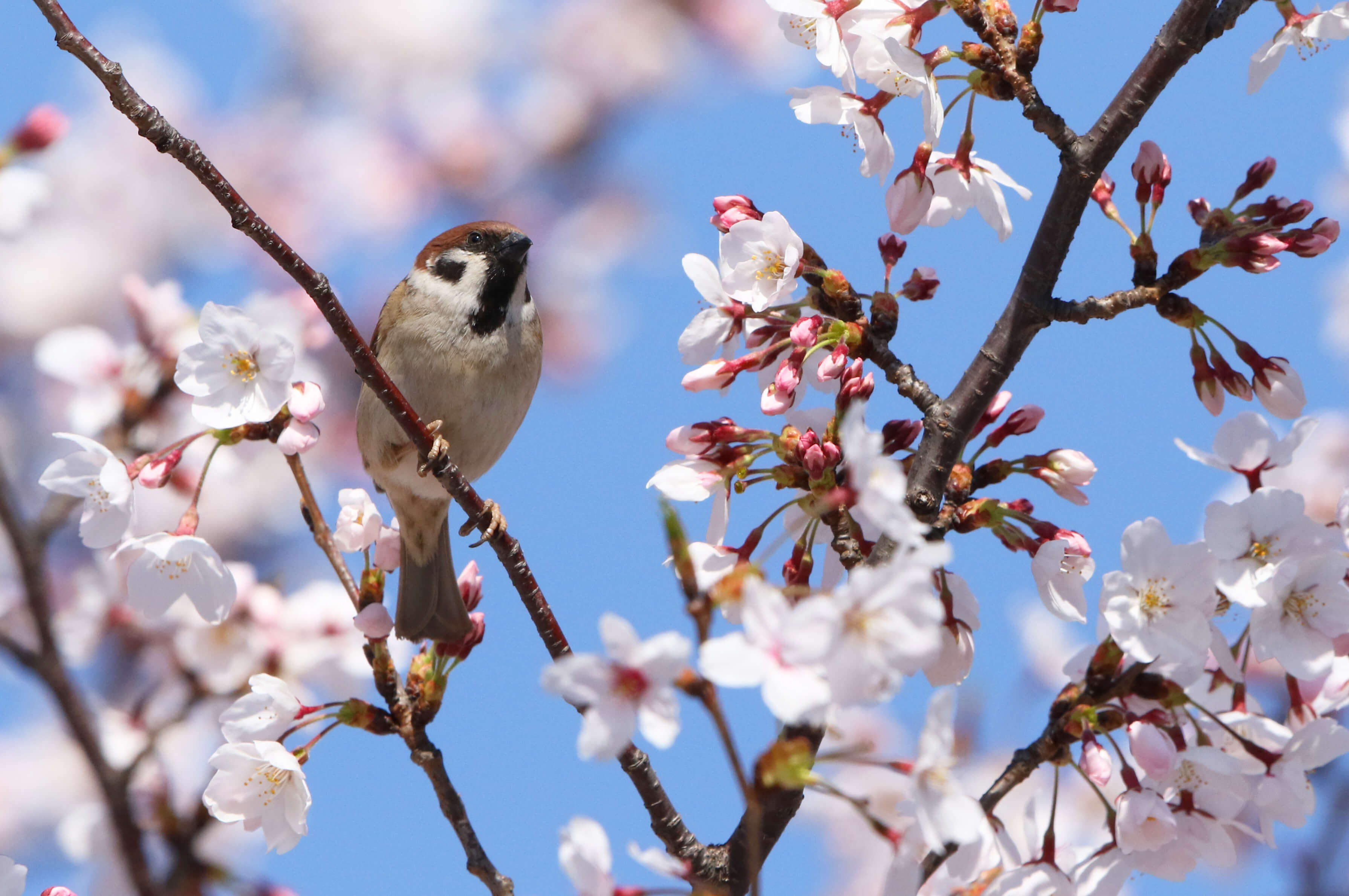 春のバードウォッチングツアー_birdwatching