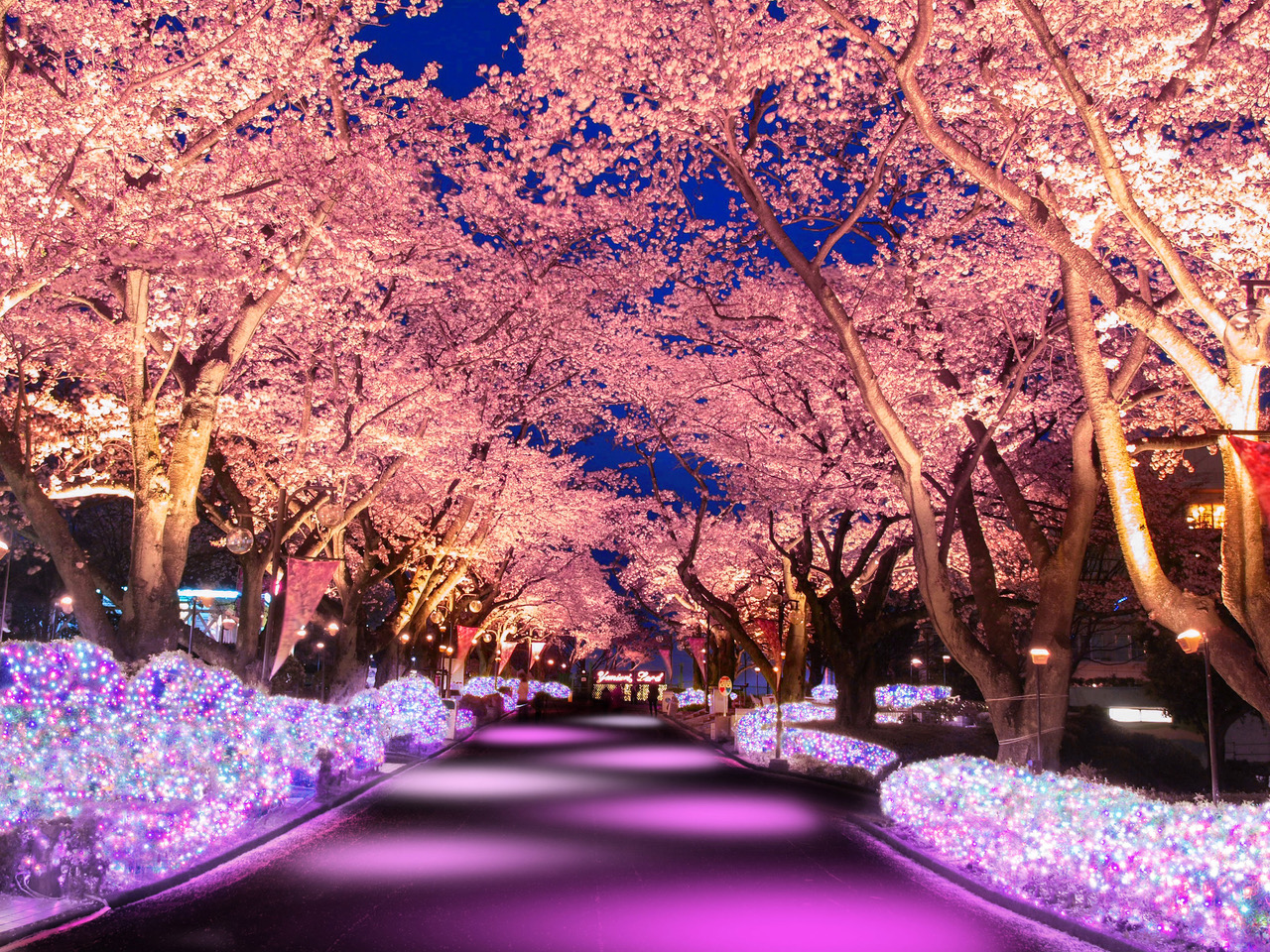 Todo lo que necesitas sobre Sakura – los cerezos en flor japoneses / Portal  Oficial de Turismo de Tokyo GO TOKYO