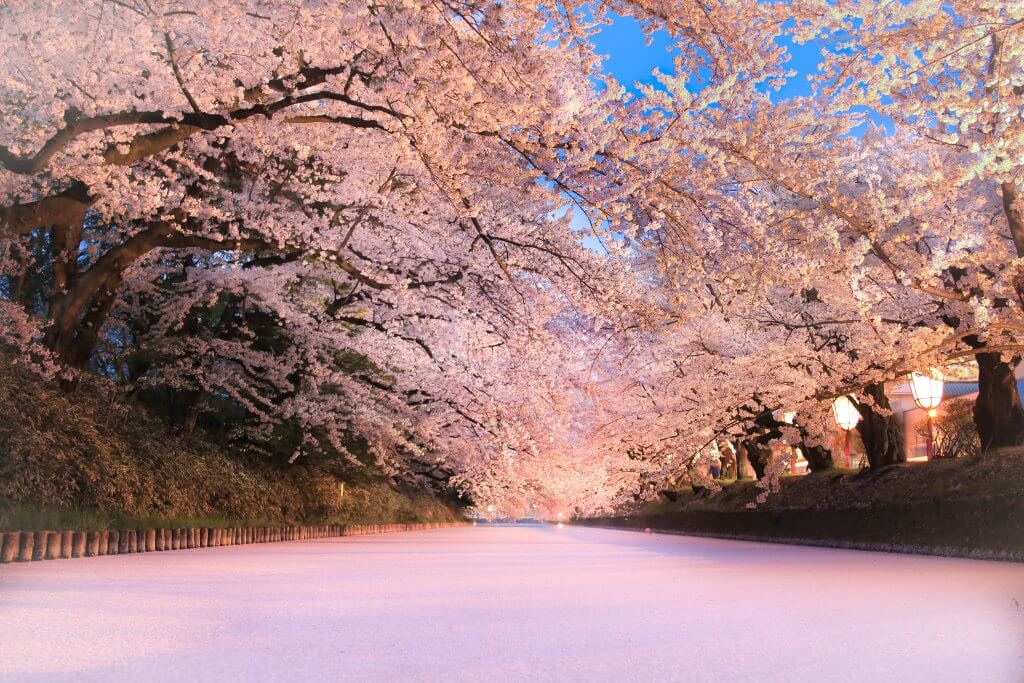 弘前さくらまつり Hirosaki Cherry Blossom Festival 桜 sakura2