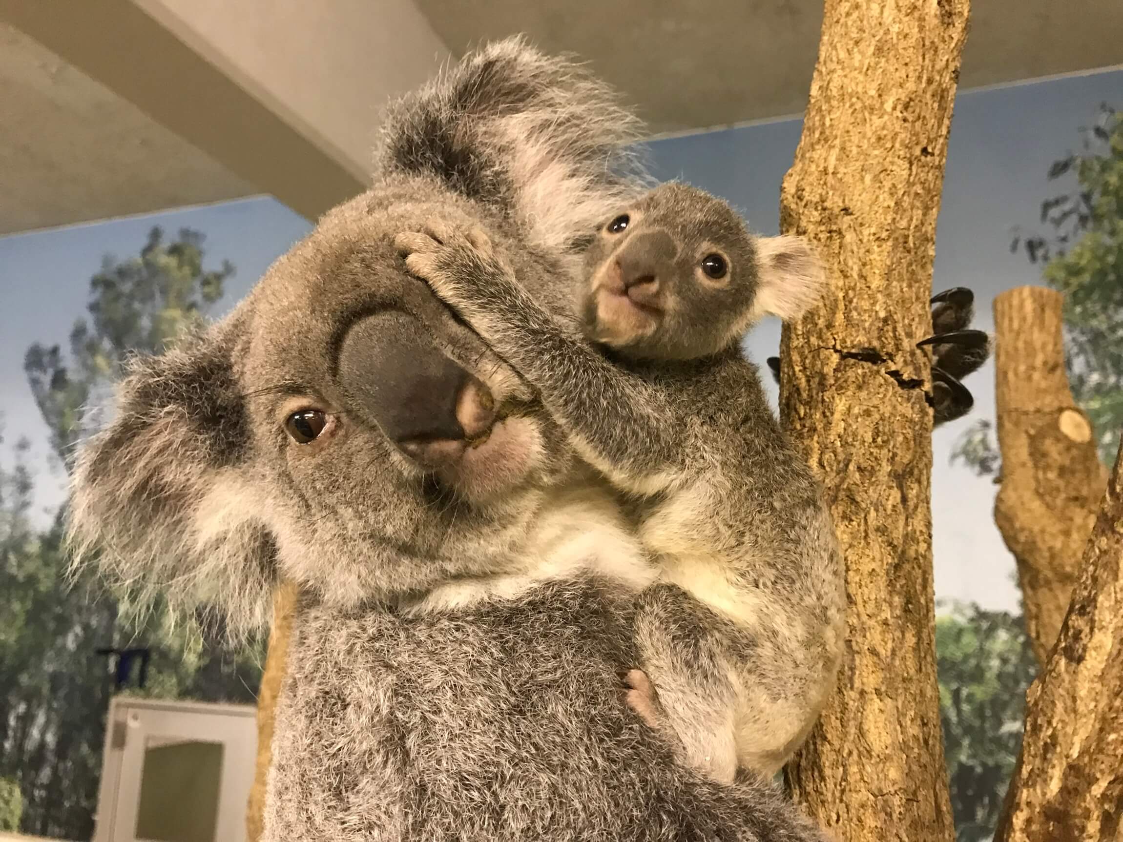 鹿児島県平川動物公園　コアラ　Kagoshima Zoo park Koara_