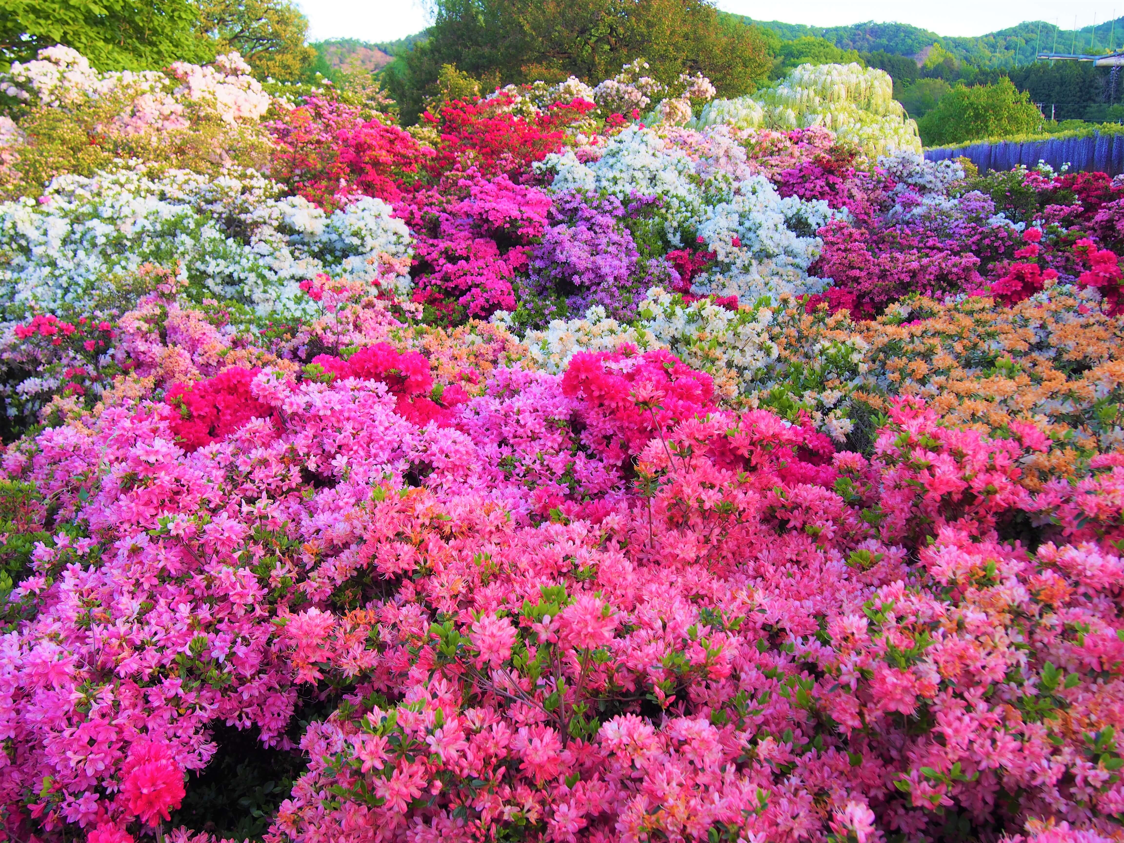 5,000株以上のツツジ tsutsuji あしかがフラワーパーク　ふじのはな物語～大藤まつり2019～　ashikaga flower park fujino hana monogatari ofuji matsuri 2019 1main1sub14