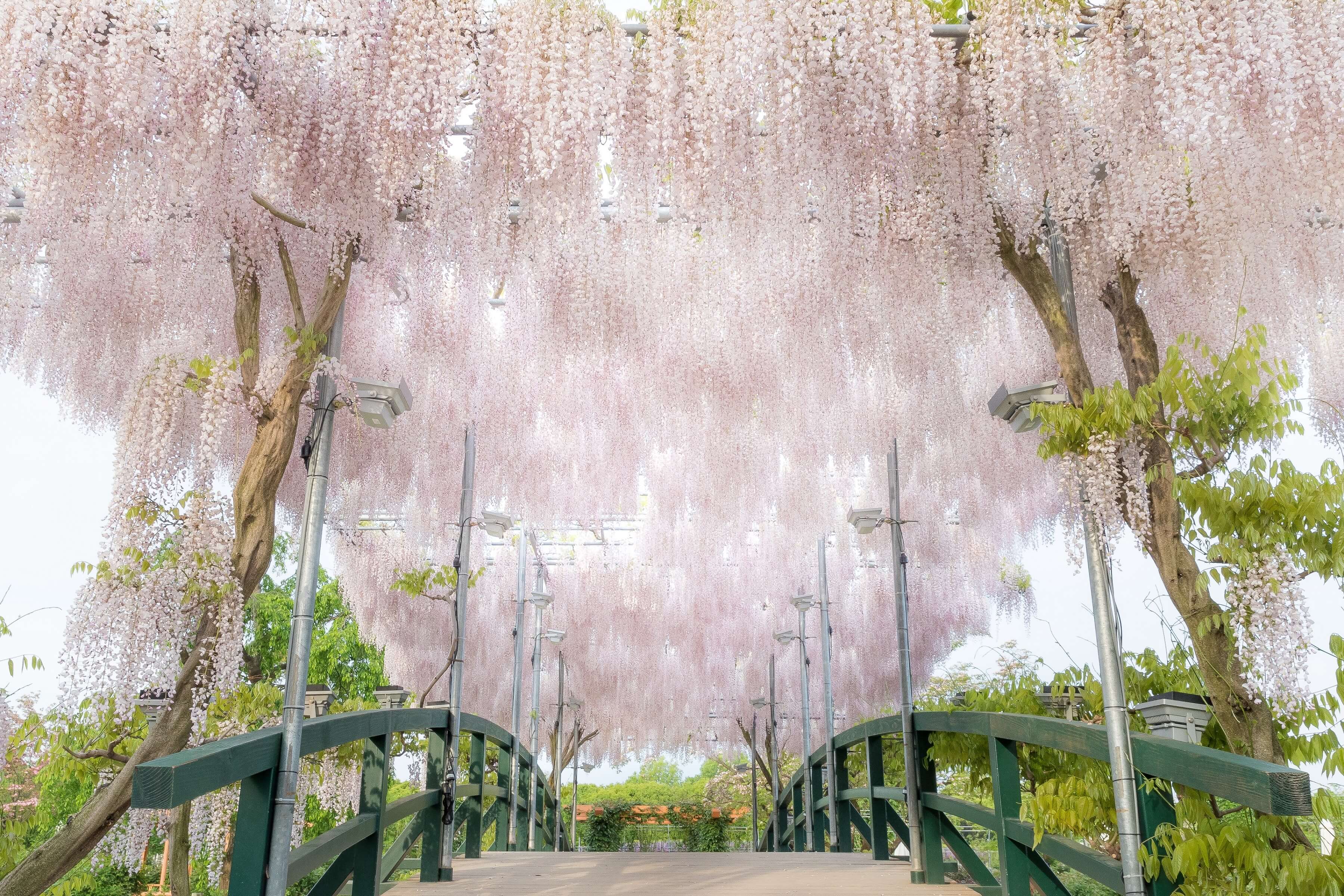 うす紅藤 usubeni fuji あしかがフラワーパーク　ふじのはな物語～大藤まつり2019～　ashikaga flower park fujino hana monogatari ofuji matsuri 20191sub1