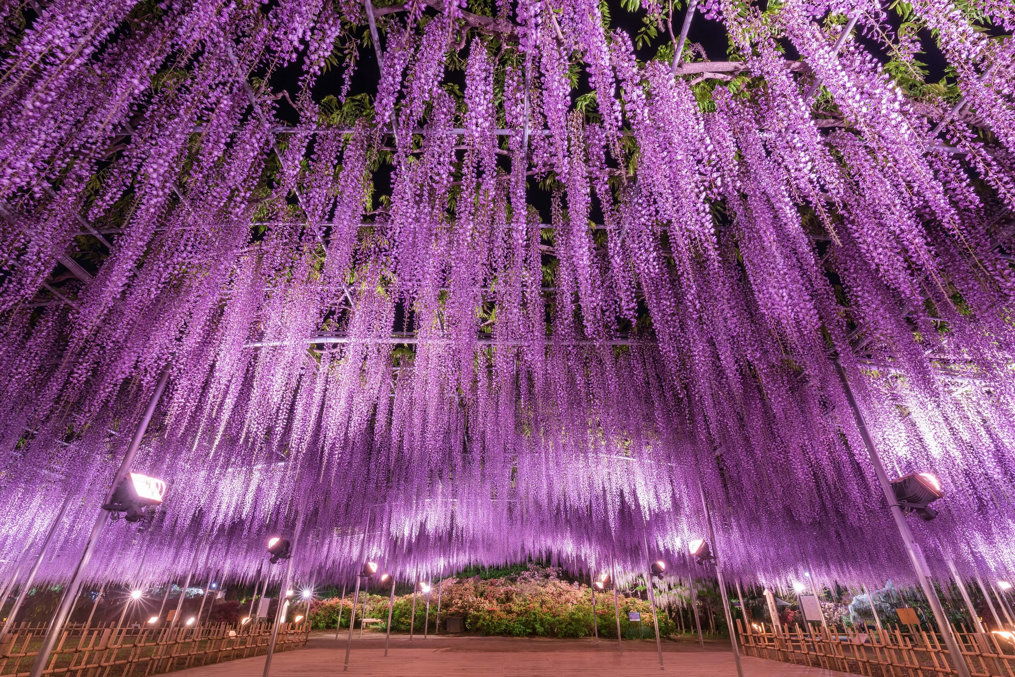 あしかがフラワーパーク　ふじのはな物語～大藤まつり2019～　ashikaga flower park fujino hana monogatari ofuji matsuri 2019 1main