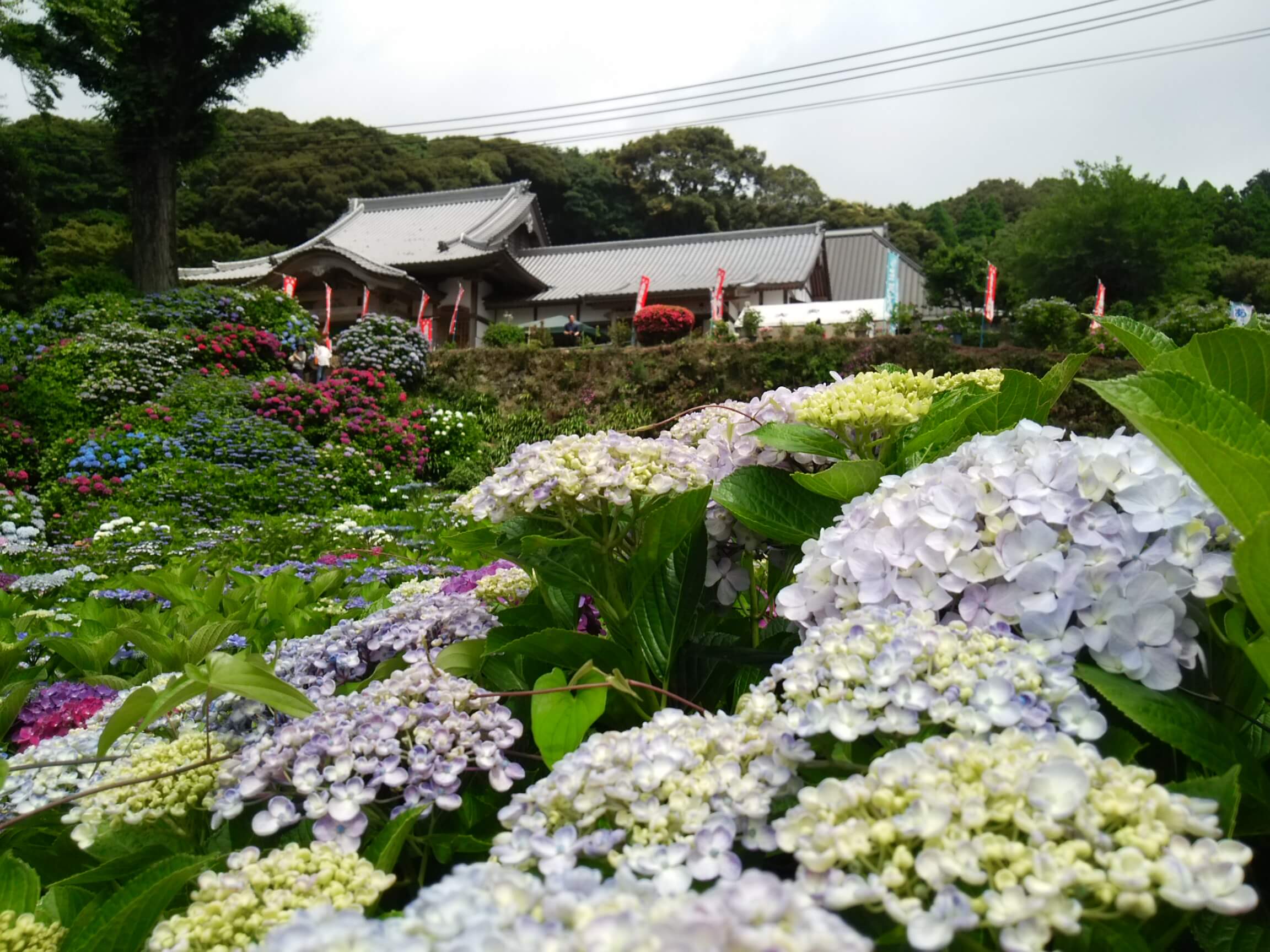 main 天空のあじさい寺　武雄市 大聖寺 tenku no ajisai dera takechishi daishoji