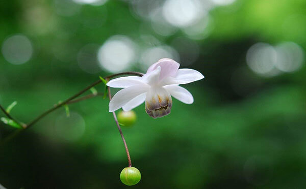 日本兵庫六甲高山植物園的 蓮華升麻 花季鑑賞期來臨 Moshi Moshi Nippon もしもしにっぽん