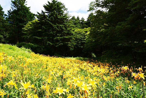 六甲高山植物園 神戸 観光 お花畑 Kobe sightseeing flowers 2