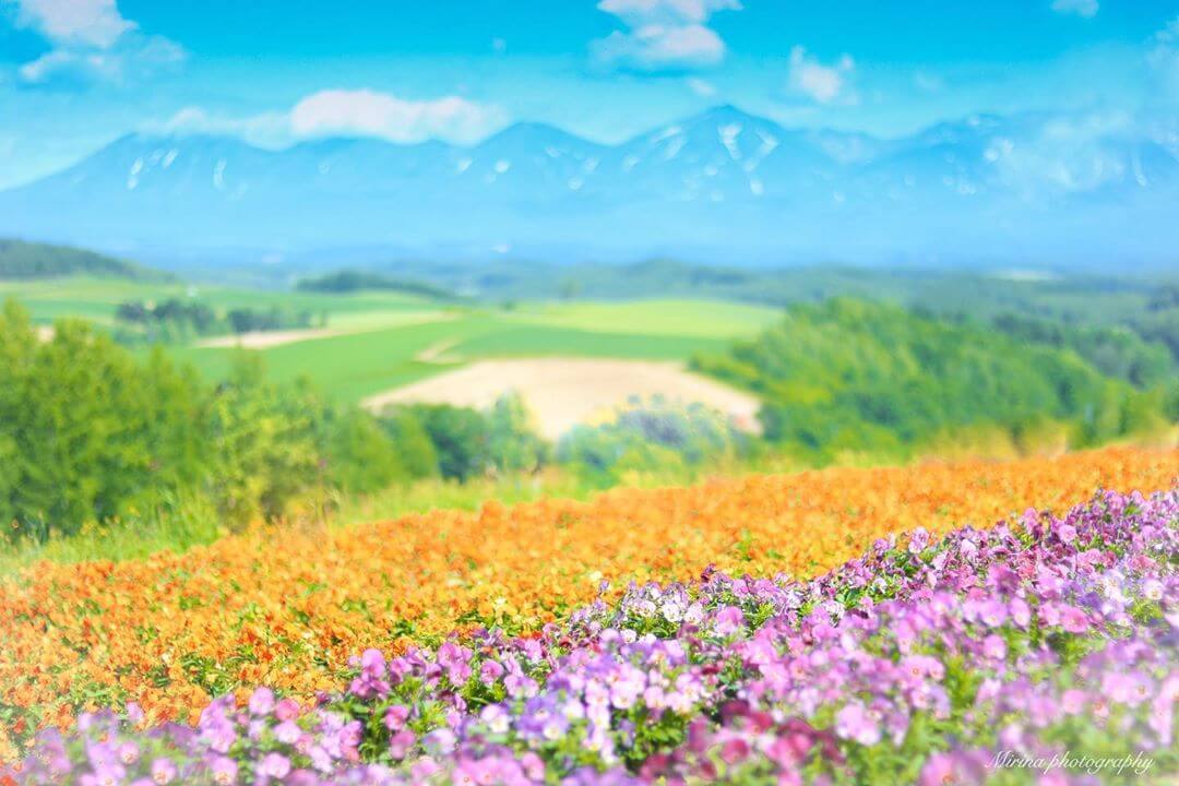 北海道　美瑛　Hokkaido Biei Sightseeing 観光　旅行　travel_四季彩の丘