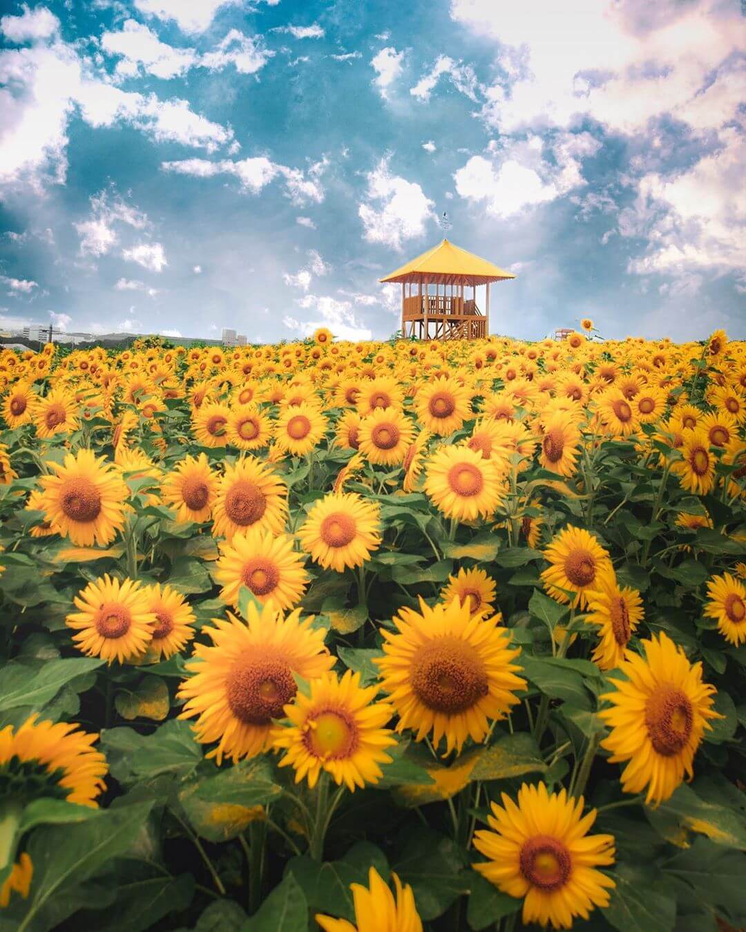 愛知牧場　ひまわり畑　観光スポット　Aichi Sunflower sightseeing_Aichi Farm