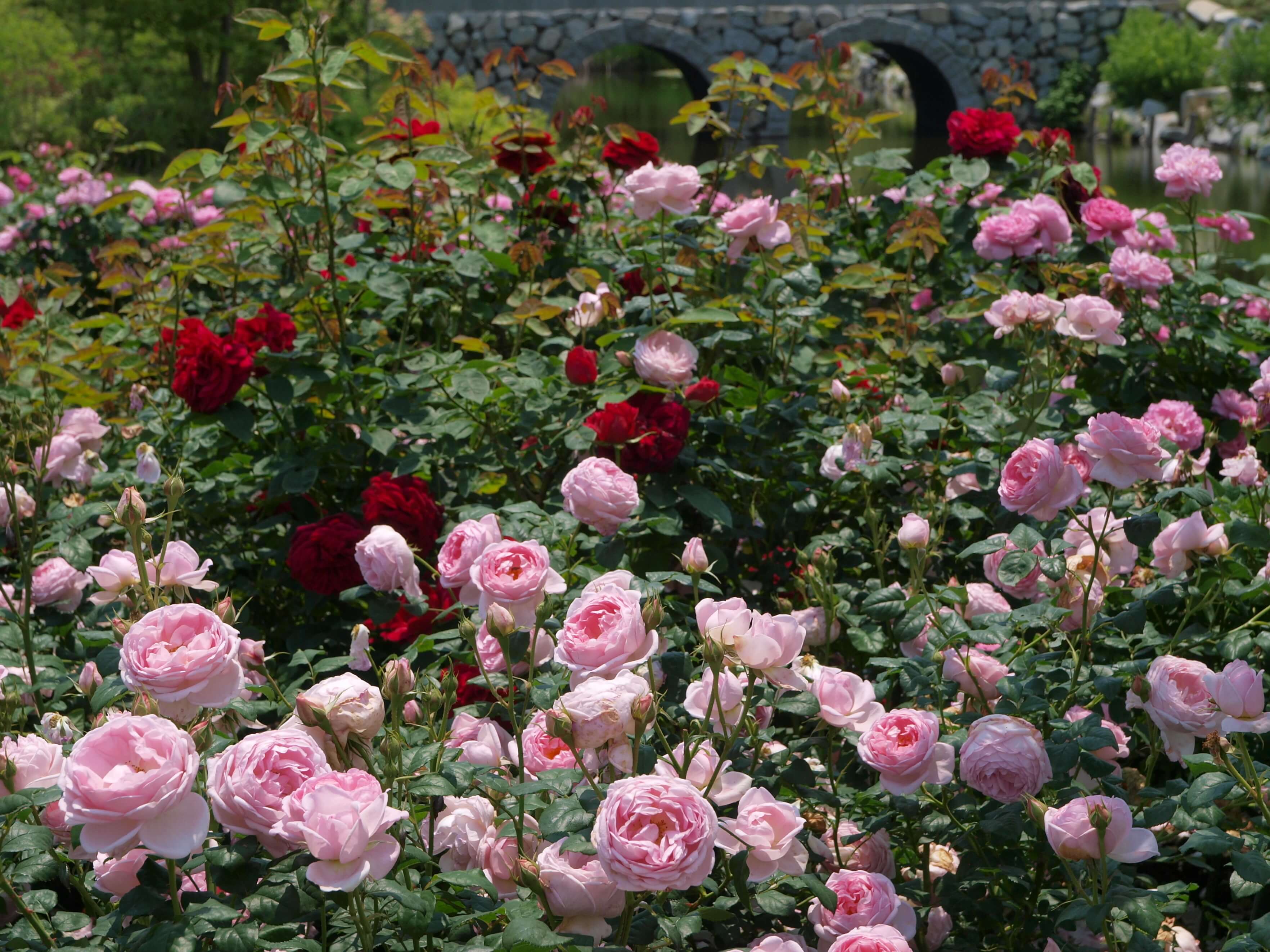 軽井沢ローズガーデン karuizawa rose バラ