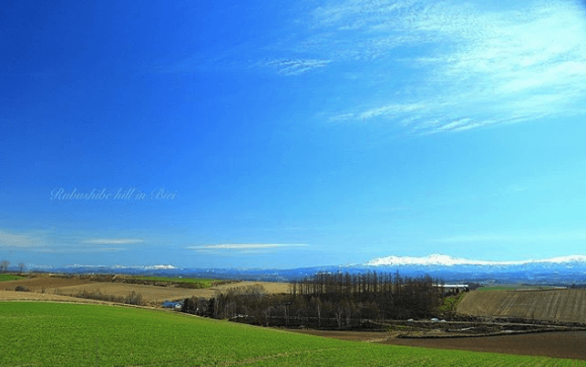 北海道　美瑛　Hokkaido Biei Sightseeing 観光　旅行　travel_瑠辺蘂の丘　るべしべ