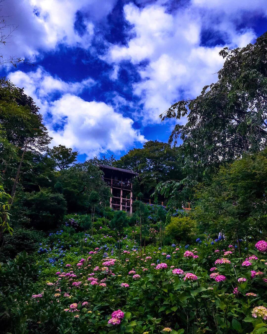 善峯寺　紫陽花