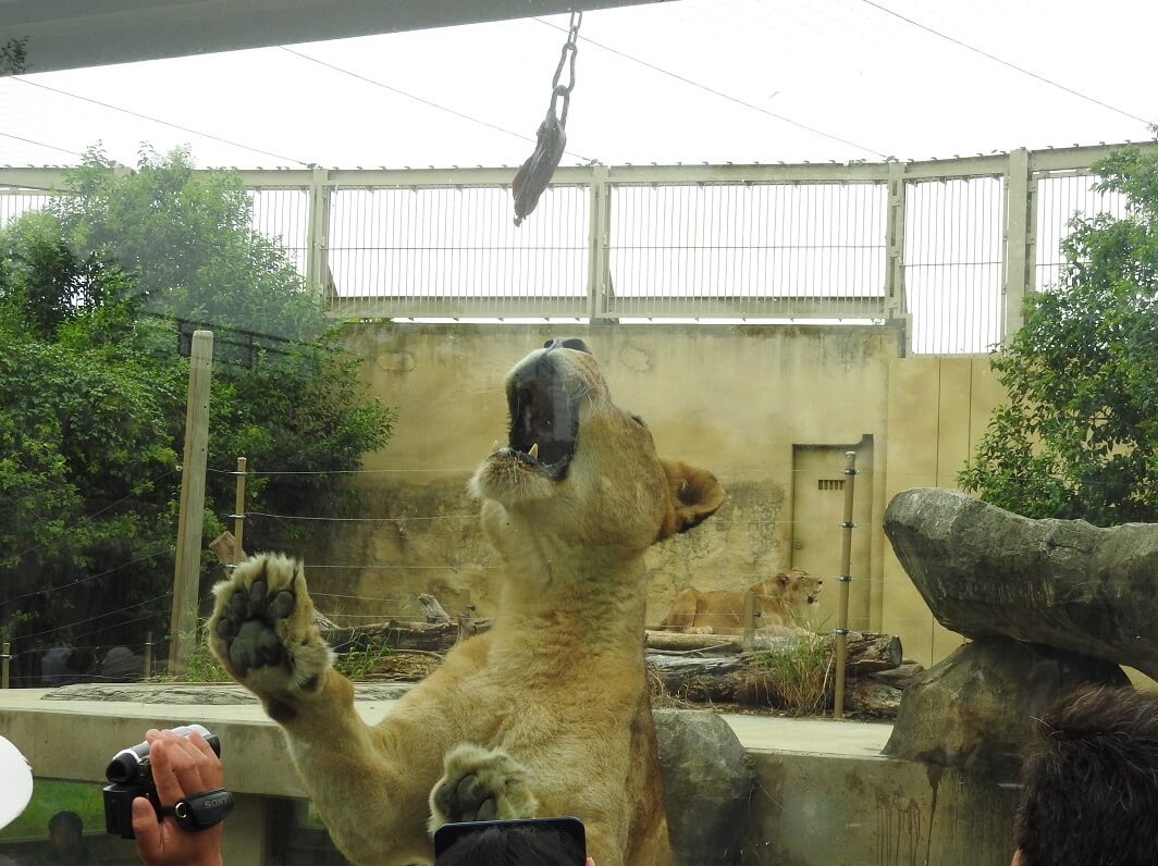 東武動物公園 Tobu animal zoo ライオンガイド