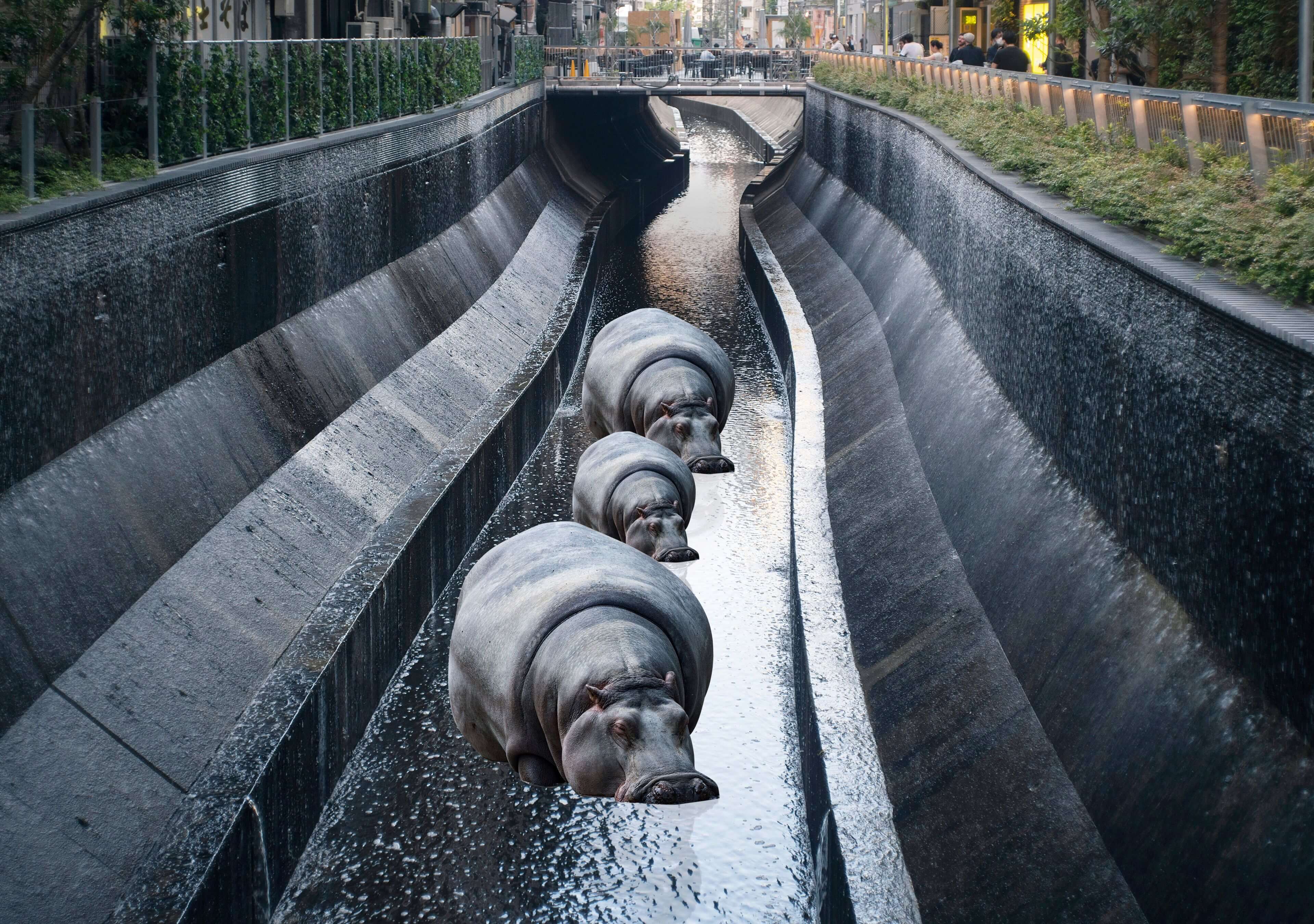 ナショナルジオグラフィック 渋谷 カバ National geographic shibuya