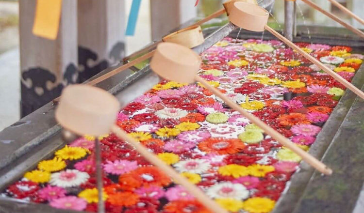 ガーベラの花手水と風鈴で夏の暑さを吹き飛ばす 福岡県 春日神社 Moshi Moshi Nippon もしもしにっぽん