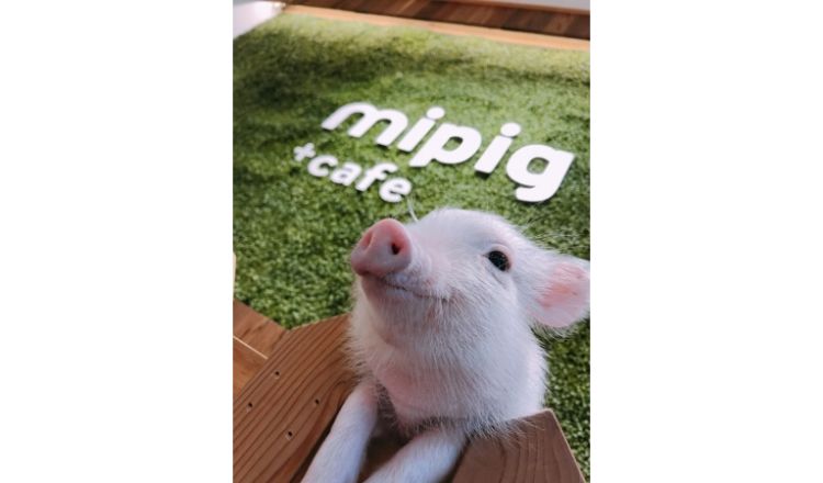 mipig cafe 動物カフェ