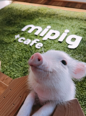 マイクロブタとふれあえる動物カフェ Mipig Cafe 2号店が原宿にオープン Moshi Moshi Nippon もしもしにっぽん