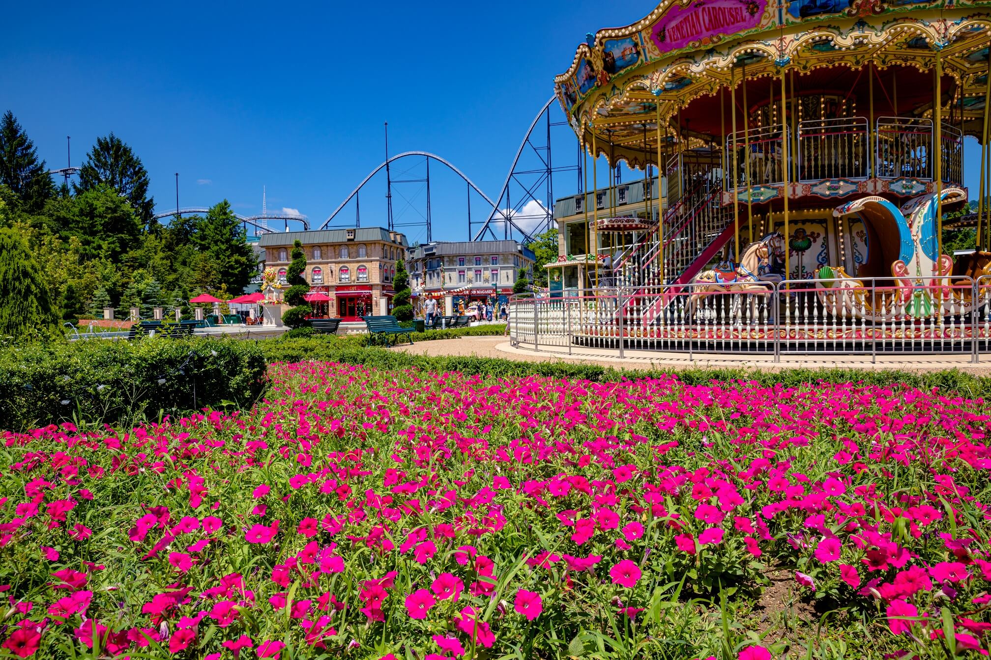 富士急ハイランド Fuji-Q highland 花畑