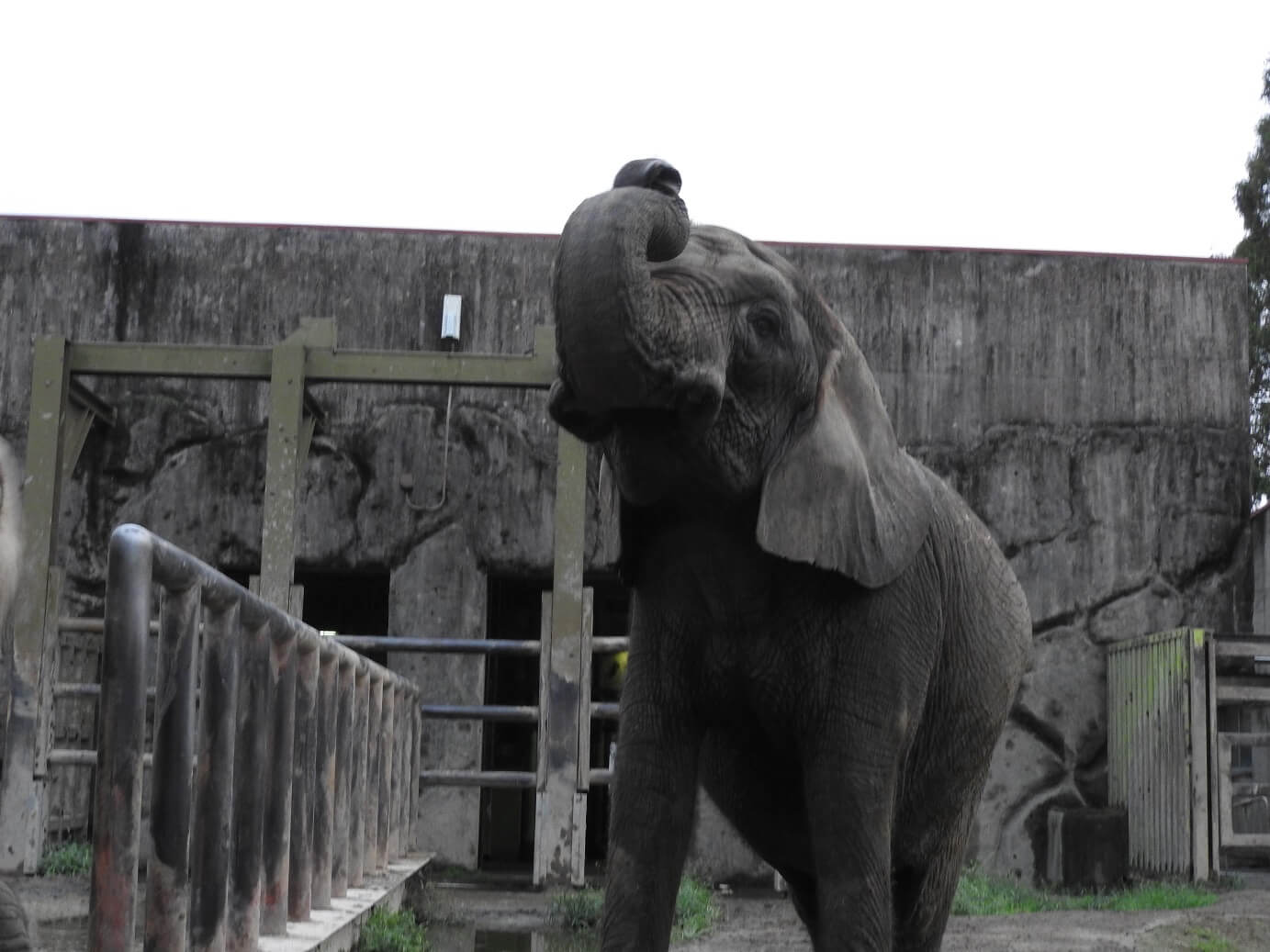 東武動物公園 Tobu animal zoo ゾウディナー