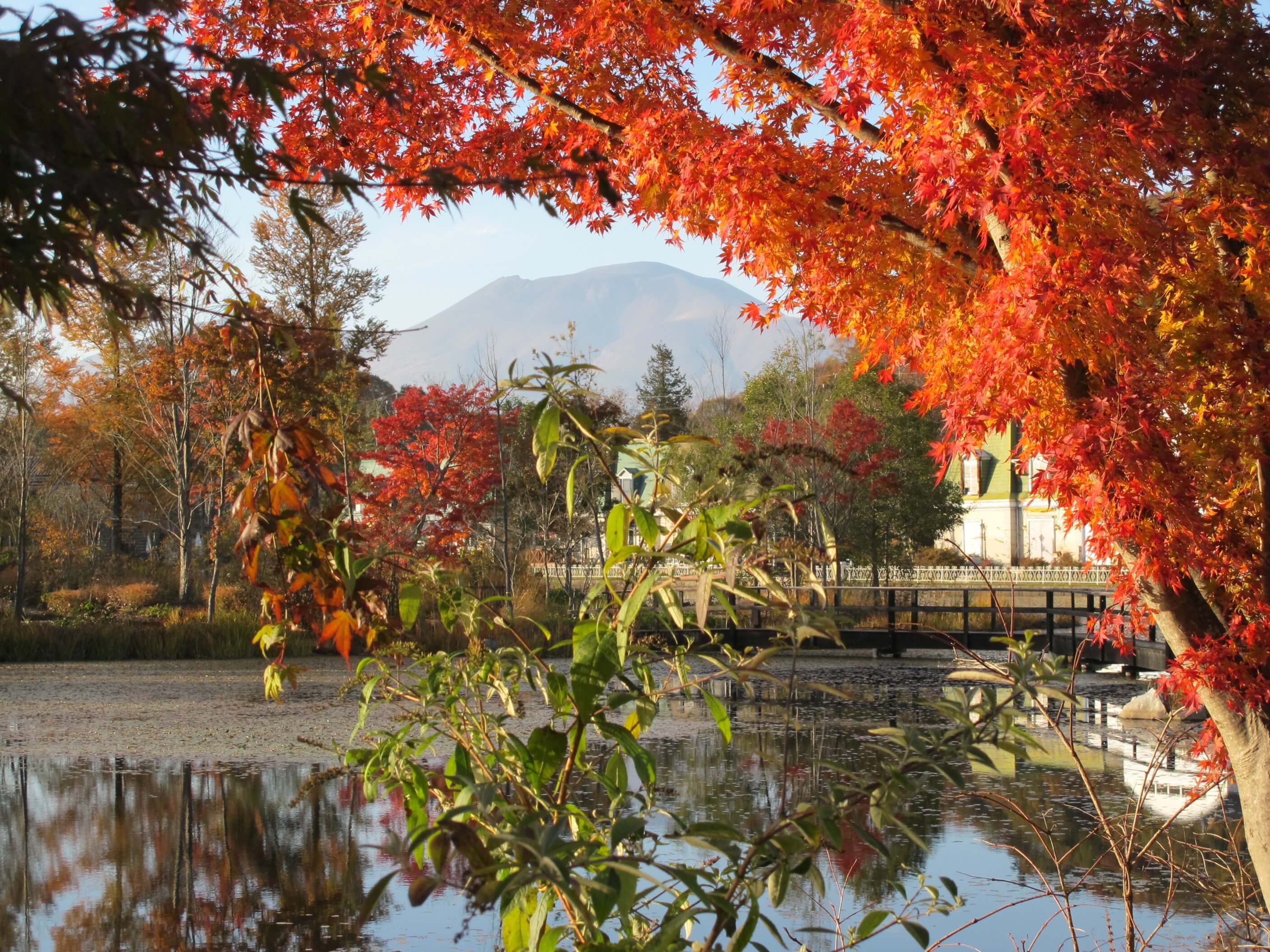 軽井沢レイクガーデン　Karuizawa lake garden バラ　紅葉　Autumn color rose_5