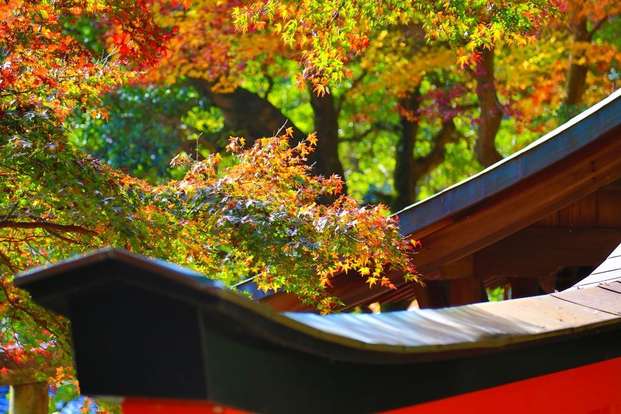 京都 柳谷観音 紅葉ウイーク Kyoto Sightseeing autumn colors 5