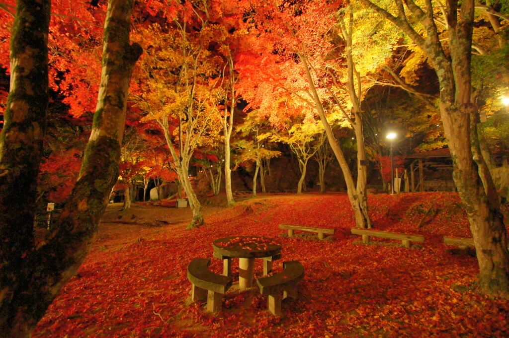 京都 紅葉 Kyoto autumn leaves 笠置山もみじ公園