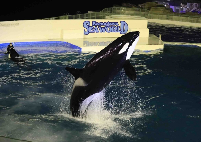 Kamogawa SEA WORLD 鴨川シーワールド 2