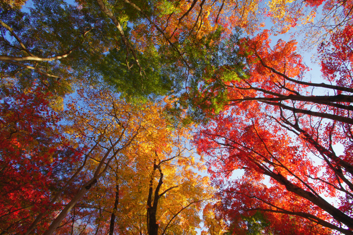 京都 紅葉 Kyoto autumn leaves 笠置山もみじ公園 copy