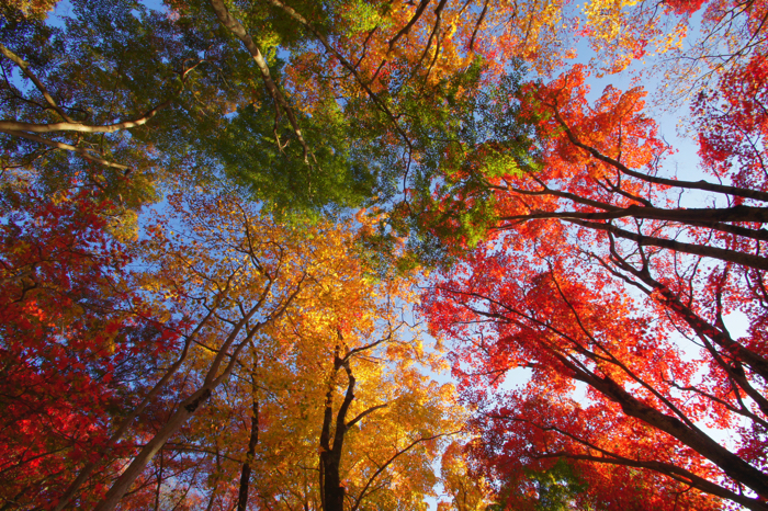 %e4%ba%ac%e9%83%bd-%e7%b4%85%e8%91%89-kyoto-autumn-leaves-%e7%ac%a0%e7%bd%ae%e5%b1%b1%e3%82%82%e3%81%bf%e3%81%97%e3%82%99%e5%85%ac%e5%9c%92-copy-2