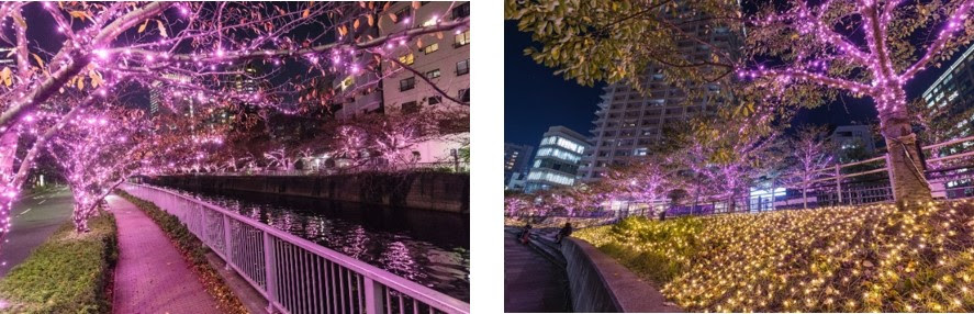 Meguro River Illumination 目黒川イルミネーション２