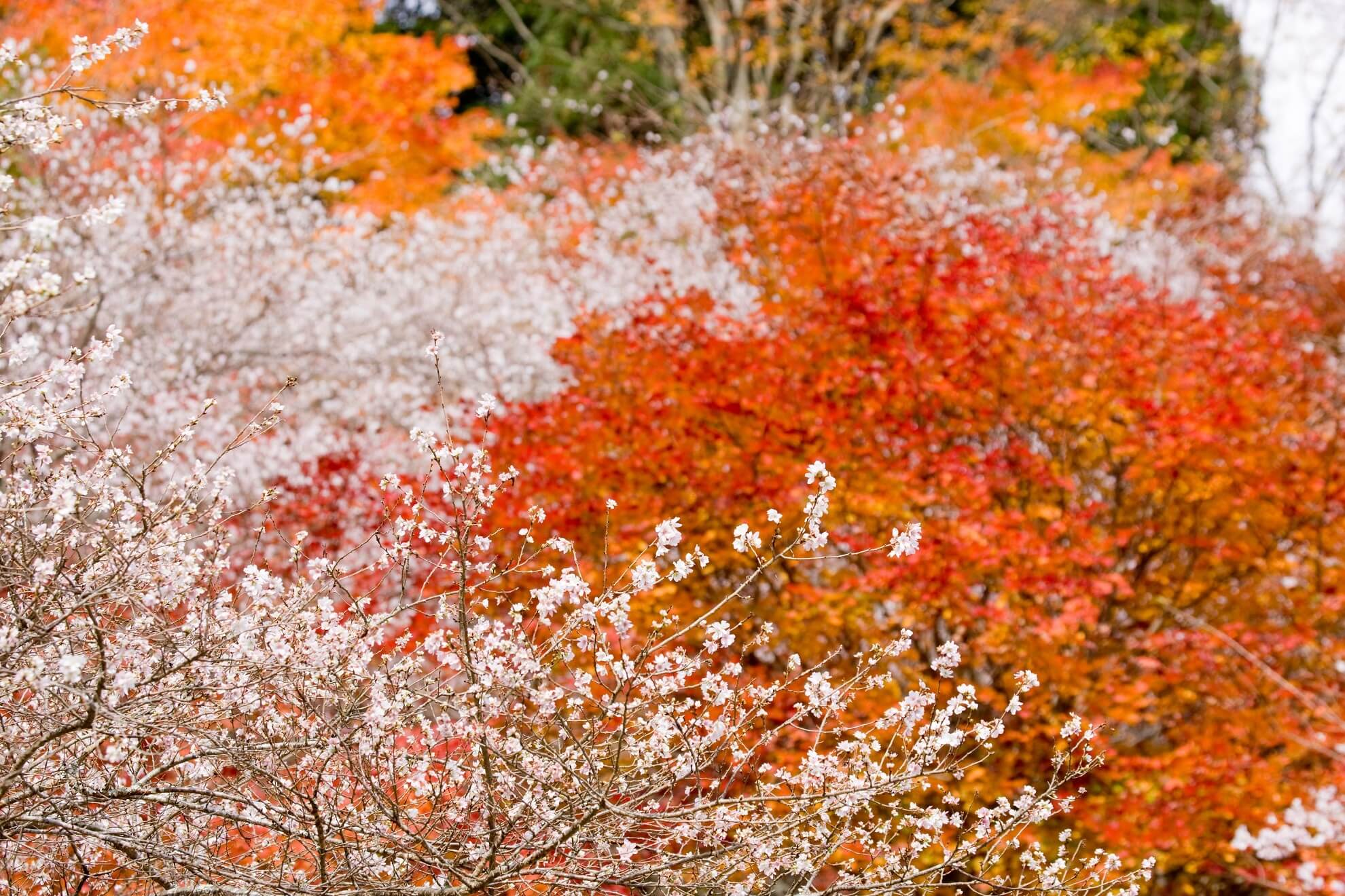 秋に咲く桜と紅葉を堪能 愛知県豊田市 小原四季桜まつり 香嵐渓もみじまつり Moshi Moshi Nippon もしもしにっぽん