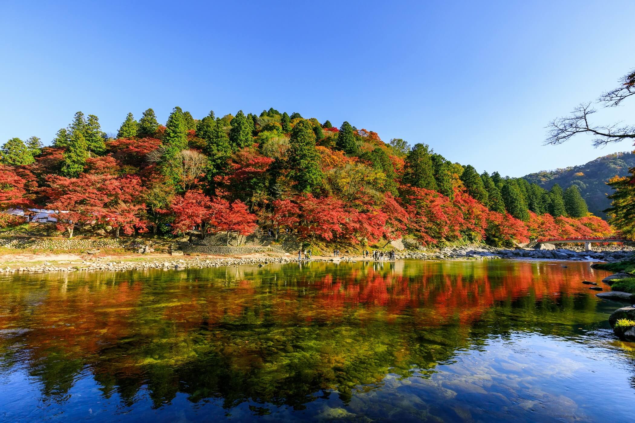 愛知県豊田市「小原四季桜まつり」「香嵐渓もみじまつり」Cherry Blossom Aichi Toyota Travel Autumn_3